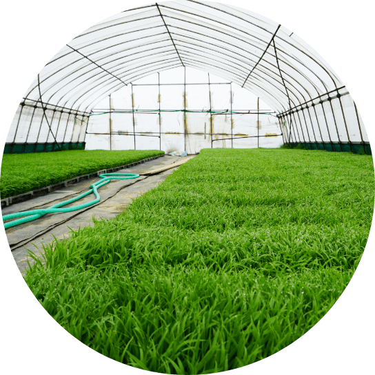 ビニールハウス内の写真