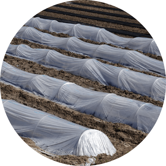 畑にビニールトンネルが並んでいる写真