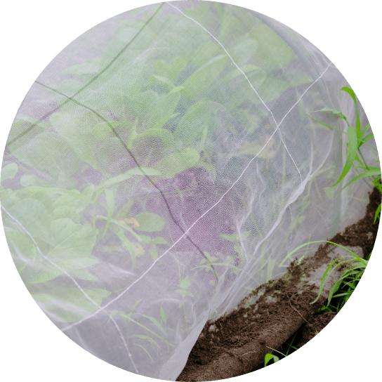 ビニールトンネルの中に野菜が植えられている写真