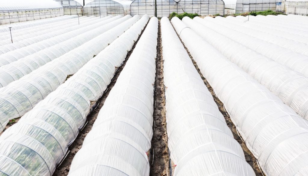 畑一面にビニールトンネルが設置されている写真