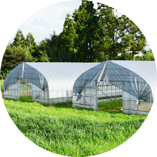 ビニールハウスは2棟並んでいる様子