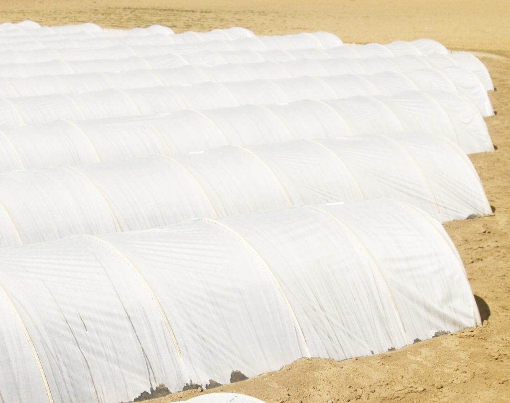 畑にビニールトンネルが並んでいる写真